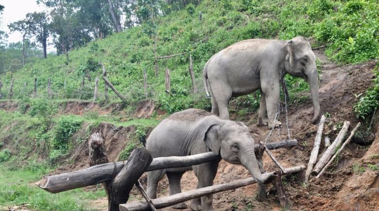An unforgettable elephant experience in Northern Thailand