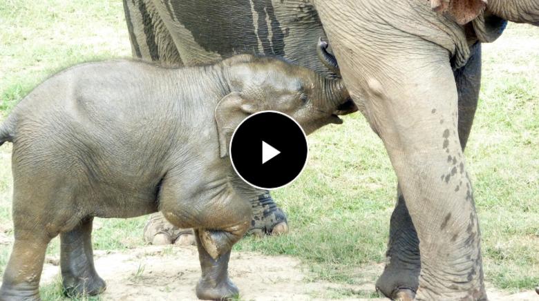 Learn how to protect, respect and care for Thailand's elephants