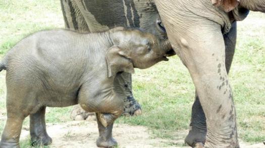 Learn how to protect, respect and care for Thailand's elephants