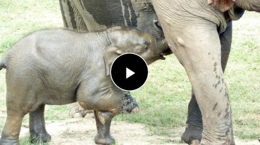 Learn how to protect, respect and care for Thailand's elephants